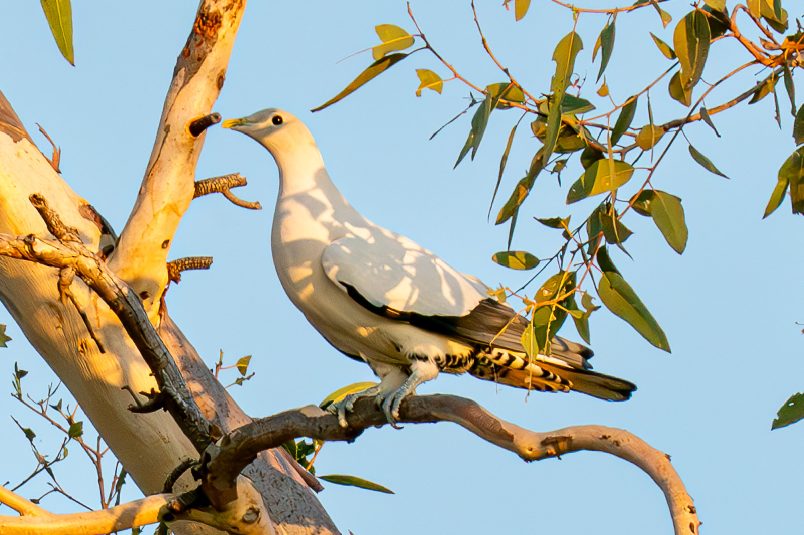 image Pied Imperial-Pigeon